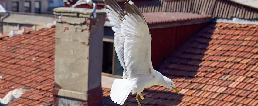Residential Chimney Animal Removal Solution in Callaway, FL